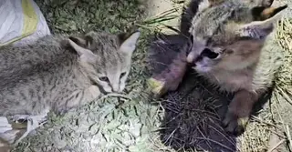 নেত্রকোণায় উদ্ধার দুই বিরল প্রজাতির মেছো বিড়ালের ছানা, গহীন বনে অবমুক্ত